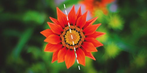 Symmetry, by Dr. Joan A. Cotter